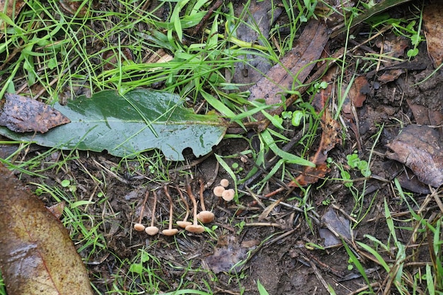 Paddestoelen in Mclaren Park San Francisco Calfornia