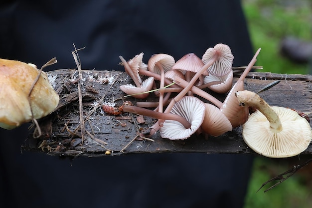 Paddestoelen in Mclaren Park San Francisco Calfornia