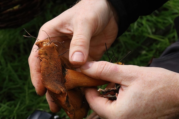 Paddestoelen in Mclaren Park San Francisco Calfornia