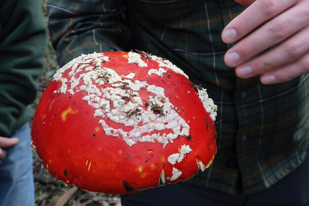 Paddestoelen in Mclaren Park San Francisco Calfornia