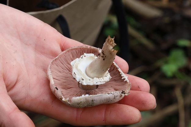 Paddestoelen in Mclaren Park San Francisco Calfornia