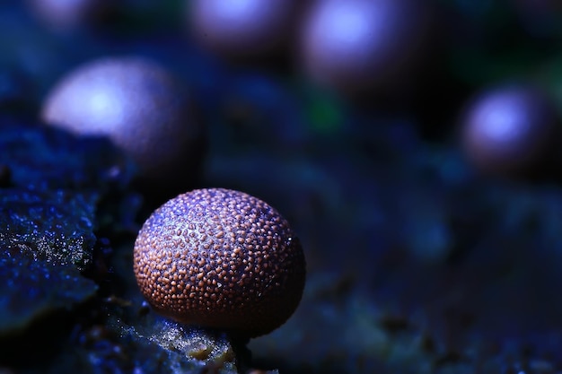 Paddestoelen macro natuur wilde achtergrond