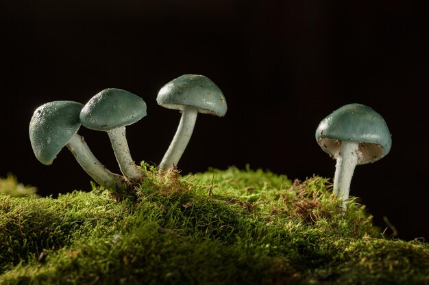 Paddestoelen met een blauwe hoed van dichtbij op een donkere achtergrond groeien in het bos