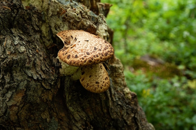 Paddestoelen of schimmel op een boom in het bos