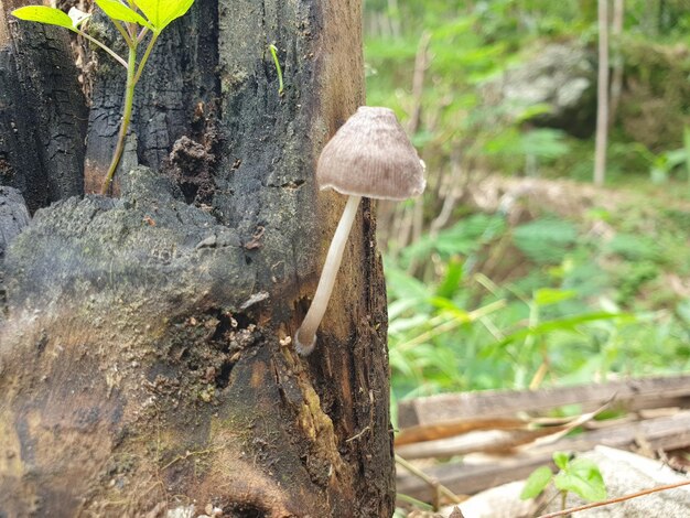 Paddestoelen op bomen dood verbrand