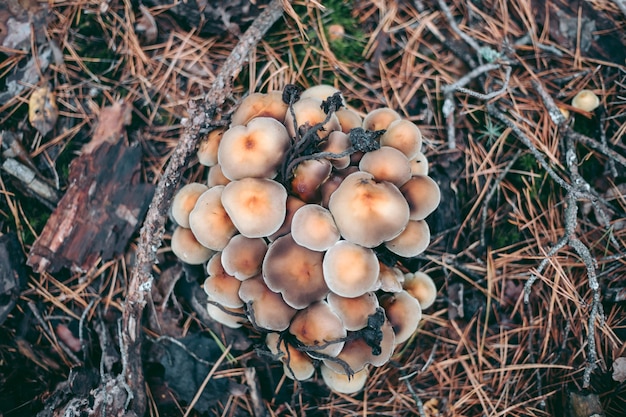 Paddestoelen op de boom in het de herfstbos