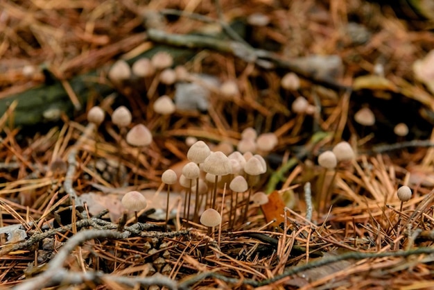 Paddestoelen op de grond in het bos