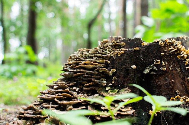 Paddestoelen op een boomstronk in het bos