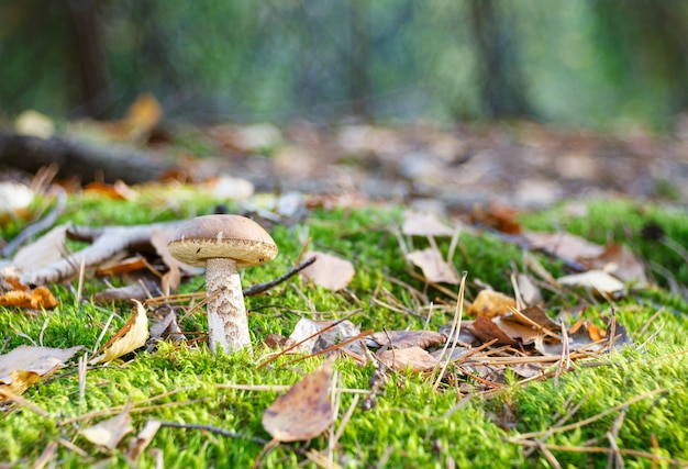 Paddestoelen oranje dop boletus