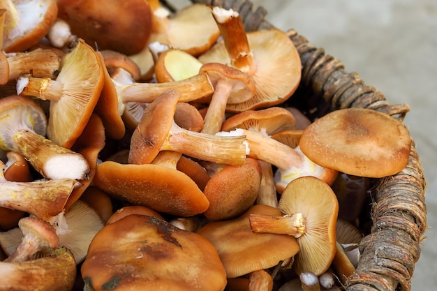 paddestoelen plukken concept. verzamelde champignons in een houten mand