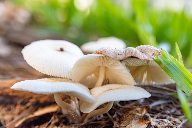 Paddestoelen prachtige kolonie paddenstoelen in elke tuin in Brazilië natuurlijk licht Selectieve focus