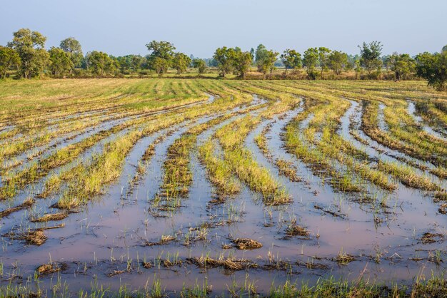 paddy field in the country of Thailand.Rice