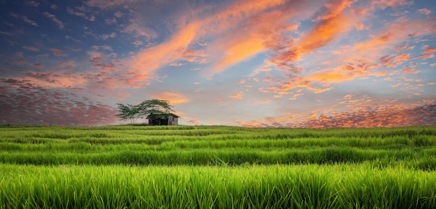 Paddy field Landscape in beautiful day and sky