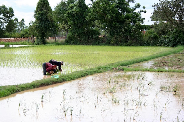 Paddy field in Phnom Penh