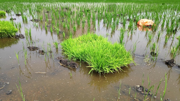 Paddy field platation season