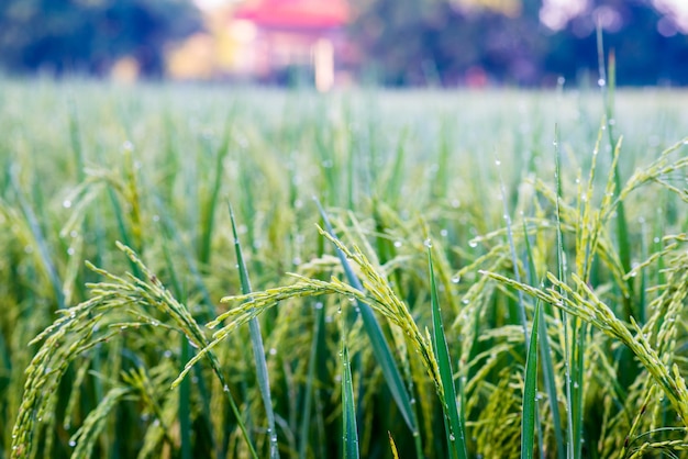 Photo paddy field, rice farm in thailand