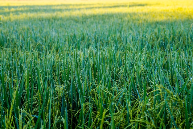 Paddy field, rice farm in Thailand