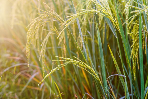 Paddy field, rice farm in Thailand