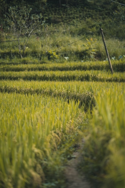 Paddy field in Sa Pa Vietnam