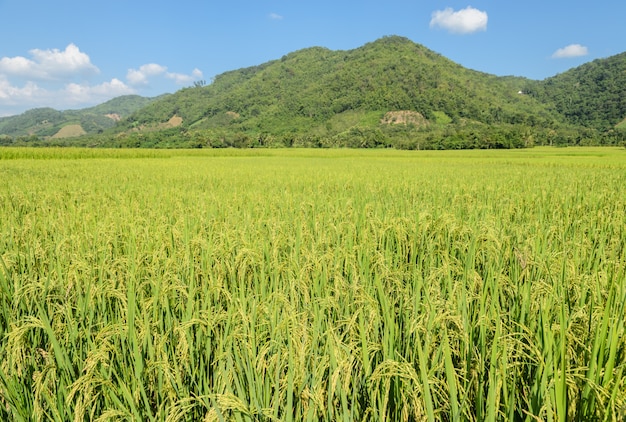 Paddy field in sunny day