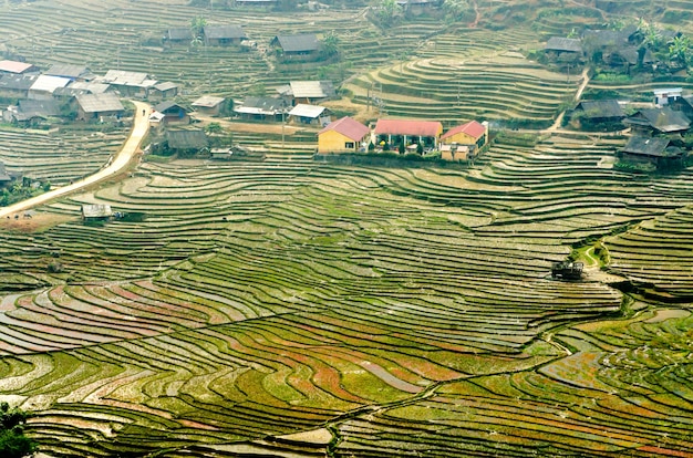 The paddy field terrace in Vietnam country