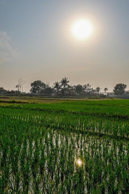 Photo paddy field