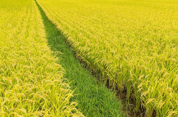 Paddy field