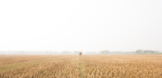 Paddy fields after harvest