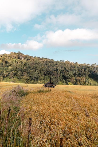 Paddy fields,Golden rice fields in the morning before harvesting