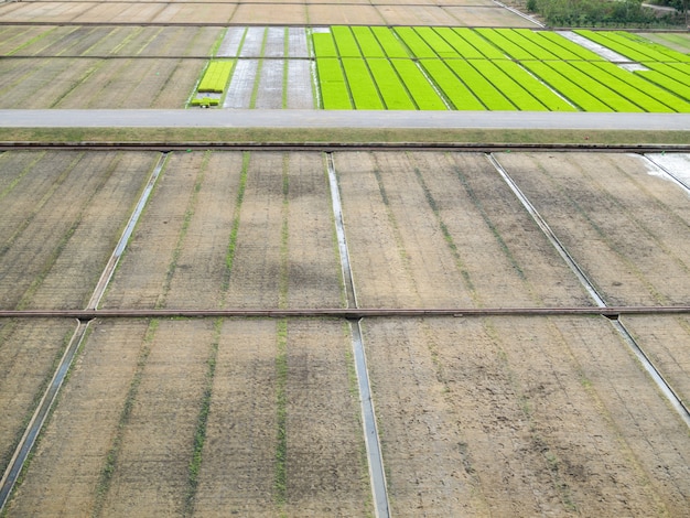 Рисовые поля с зелеными молодыми побегами в органической ферме