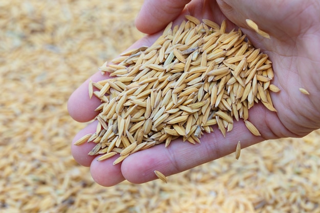 paddy hand closeup detail