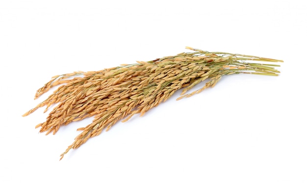 Paddy jasmine rice on white background