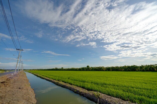 Paddy kanaal