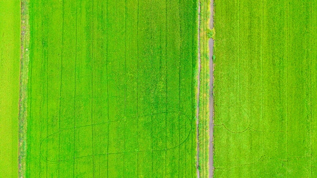 Paddy rice field green grass 