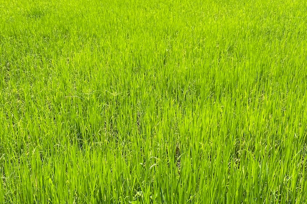 梅雨の水田。スマートフォンショット。