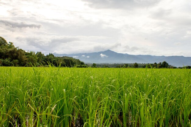 Paddy rice field ready for harvest