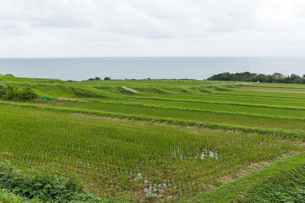 水田と海辺