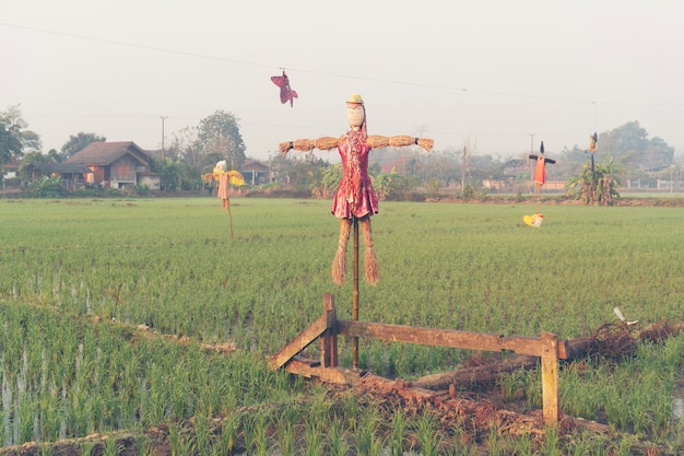 Paddy rice field in Thailand