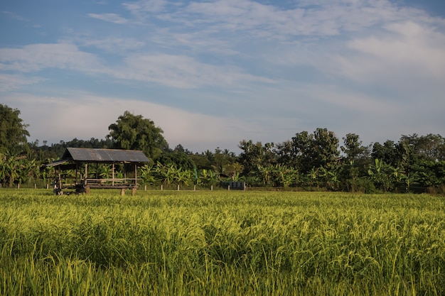  Paddy rice field  in Thailand