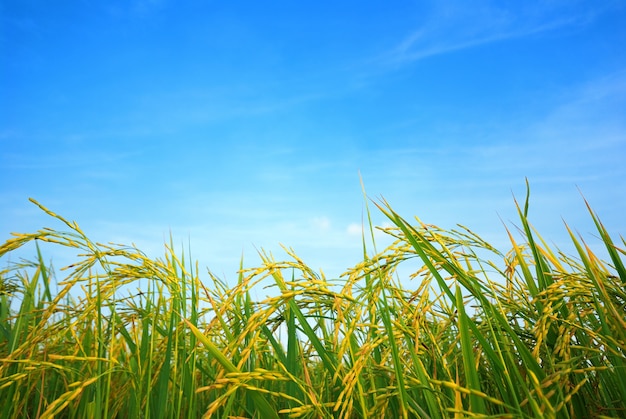 Paddy rice field with cloud background 