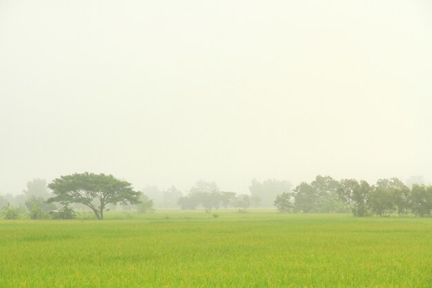 Paddy rice field