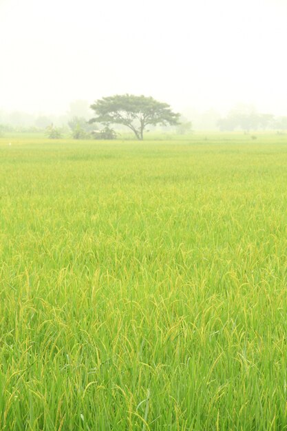 Paddy rice field