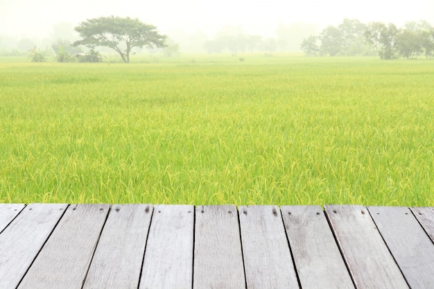 Paddy rice field