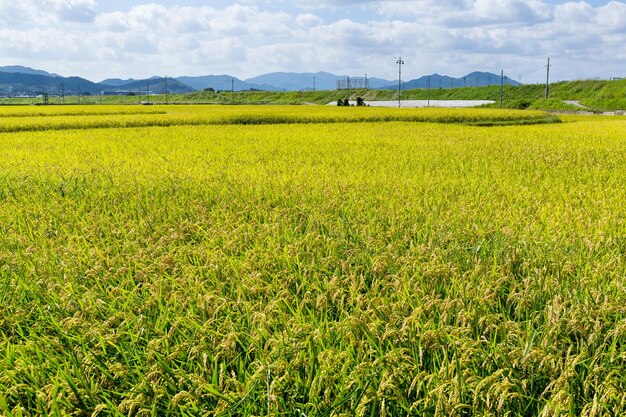 Paddy Rice field