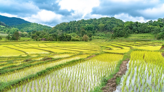 Paddy rice field