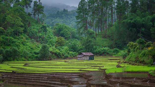 Paddy Rice Field