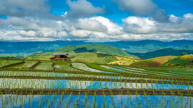 Paddy Rice Field