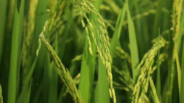 Paddy. Rice fields on the afternoon. padi. The grains of paddy in the green fields. rice is food.