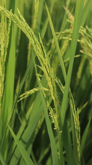 Paddy. Rice fields on the afternoon. padi. The grains of paddy in the green fields. rice is food.