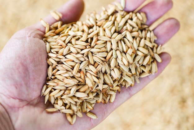 Paddy rice in hand farmer, dry seed rice organic paddy agricultural products